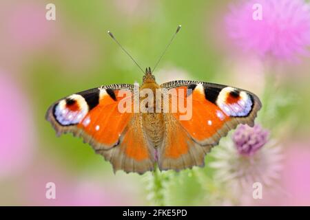 Europäischer Pfau, Inachis io, roter Schmetterling mit Augen, die in der Natur auf der rosa Blume sitzen. Sommerszene von der Wiese. Stockfoto