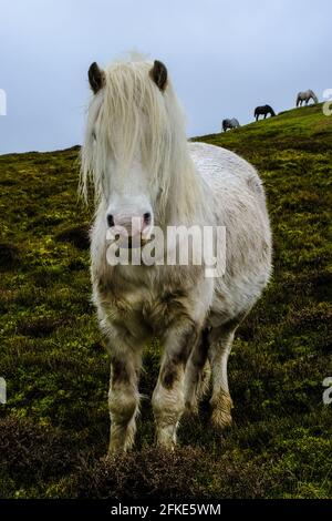Wildpferd auf dem Long Mynd, Shropshire Stockfoto