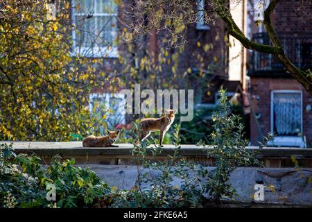 Zwei Füchse auf dem Gartenschuppen Stockfoto