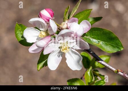 Nahaufnahme der Apfelblüte Malus Domestica „lecker“ eine frühlingsblühende Baumpflanze mit einer weiß-rosa Frühlingsblume, Stockfoto Stockfoto