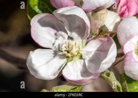 Nahaufnahme der Apfelblüte Malus Domestica „lecker“ eine frühlingsblühende Baumpflanze mit einer weiß-rosa Frühlingsblume, Stockfoto Stockfoto