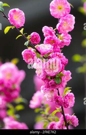 Prunus triloba Baum blühender Mandelrosa Frühlingsblühender Kirschbaum Stockfoto