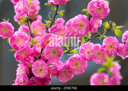Rosa Prunus triloba blühender Strauch blühende Mandel blüht Stockfoto