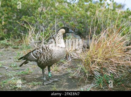 Hawaiianische Gans oder Nene auf vulkanischem Hang Branta sandvicensis Big Island, Hawaii BI027002 Stockfoto