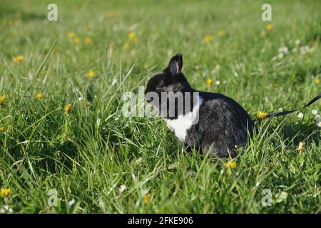 Kaninchen sitzt auf der Blumenwiese Stockfoto