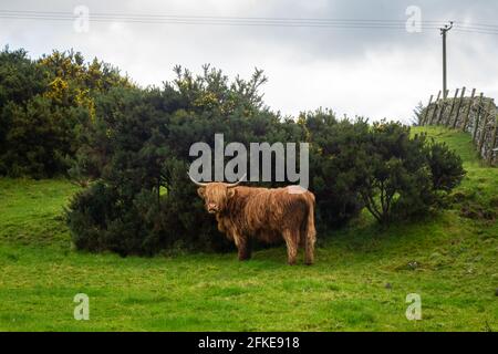 Eine Hochlandkuh, die sich vor dem Wind hinter einem Gorse schützt bush in einem grünen schottischen Feld im Hochland Stockfoto