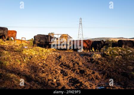 Bodenerosion als Folge von schweren Rindern auf Weiden Ein Futterplatz in einem schottischen Feld im Winter Stockfoto