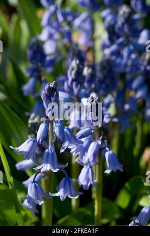 Bluebells (spanischer Bluebell, Hyacinthoides hispanica) in Blüte in einem englischen Landgarten, North Yorkshire, England, Vereinigtes Königreich Stockfoto