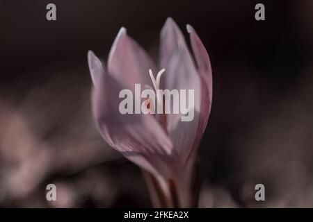 Blumenkrokus in der Frühlingssaison Stockfoto