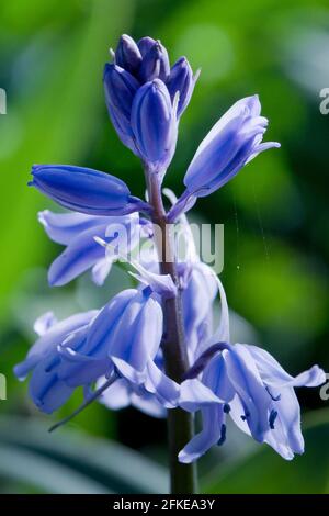 Bluebells (spanischer Bluebell, Hyacinthoides hispanica) in Blüte in einem englischen Landgarten, North Yorkshire, England, Vereinigtes Königreich Stockfoto