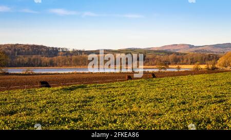 Kühe füttern auf Grünkohl entlang der Zaunlinie eines stark beweideten Feldes in Kirkcudbright Bay, Dumfries und Galloway, Schottland Stockfoto