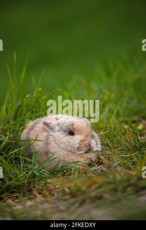 Kleiner Hase, der sich im Gras versteckt Stockfoto