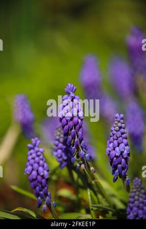 Traubenhyazinthen wachsen im Garten Stockfoto