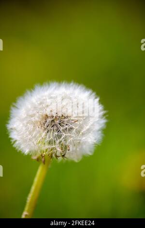 Löwenzahn im Feld Stockfoto