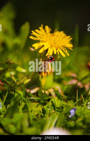 Dandelion und Marienkäfer Stockfoto