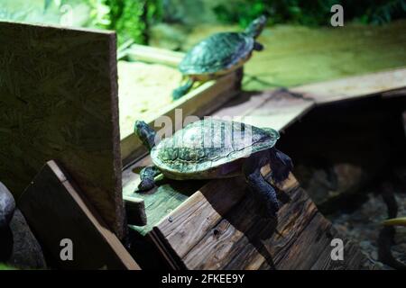 2 Schildkrötenrennen auf einer Rampe. Stockfoto