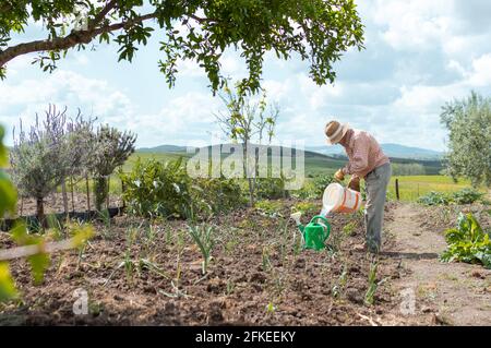 Bauer mit Hut und Arbeitskleidung, die im Gemüsegarten eine Gießkanne mit Wasser füllt. Stockfoto
