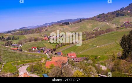 Frühling in den Ausläufern des Schwarzwaldes, Sasbachwalden. Weinberge und blühende Obstbäume. Baden Württemberg, Deutschland, Europa Stockfoto