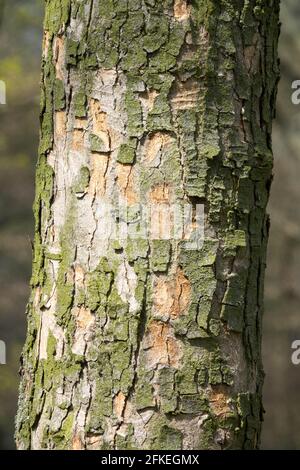 Platane Baumstamm Textur Rinde Acer pseudoplatanus Stockfoto