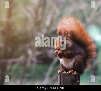 Eichhörnchen auf einem Pfosten, Nüsse zu essen. Seitenaufnahme eines kleinen Eichhörnchens Stockfoto