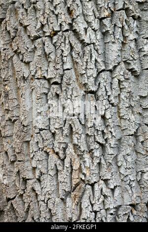 Ulmus laevis Rinde, Europäische Weißelme, flatternde Ulme, ausbreitende Ulme, stattliche Ulme Stockfoto