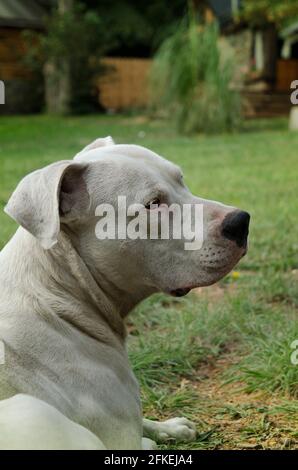 Hund ruht auf dem Gras, dogo argentino liegt, mit Kopierplatz. Argentinischer weißer doge mit dem Tragen eines großen Eckzähns Stockfoto