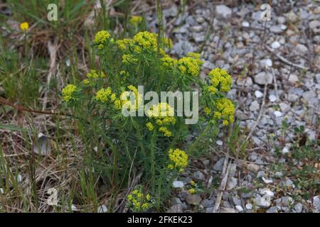 Im Frühling blühen Myrsiniten oder Myrten aus der Ehorbia-Flora Stockfoto