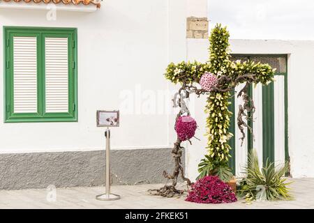 Tamaimo, Teneriffa, Kanarische Inseln. Mai 2021. Mit Blumen geschmückte Kreuze für die jährliche Feier des Kreuzweges auf der Plaza del Iglesia in Tamaimo, Santiago del Teide. „El Árbol de la Vida“. Rubén Nicolás Dorta. Stockfoto