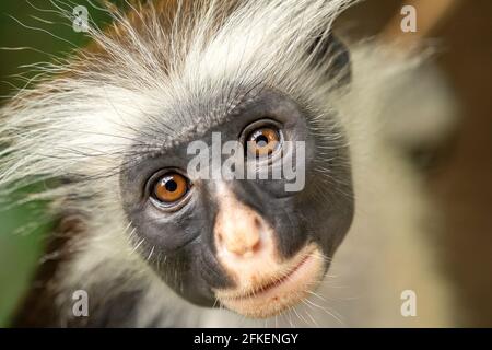 Sansibar Red Colobus Monkey in Sansibar, Tansania Stockfoto