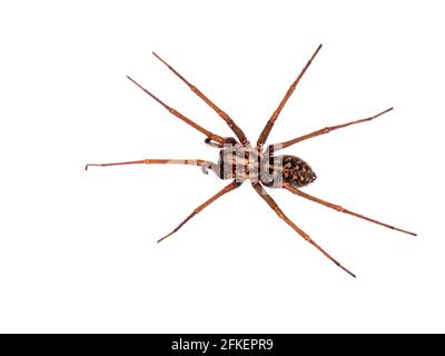 Riesige Hausspinne alias Eratigena duellica Stockfoto
