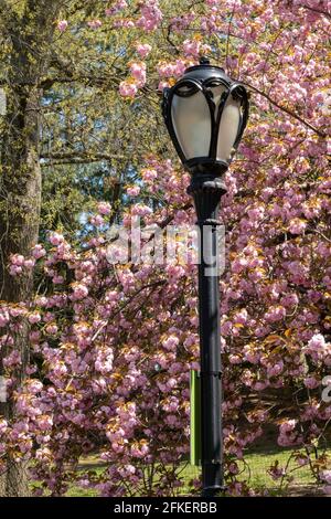 Blühende Kirschbäume und Gusseisen Laternenpfahl, Central Park, New York Stockfoto