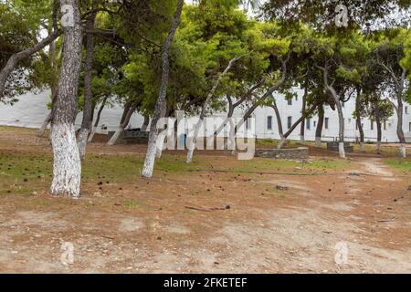 Parikia, Insel Paros, Griechenland - 28. September 2020: Kiefern im Park, vom Wind geneigt, weiße Stämme. Stockfoto