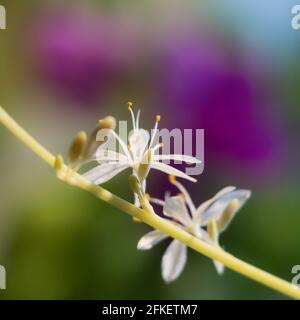Nahaufnahme einer Spinnenkleiderblume auf einem farbenfrohen Hintergrund Stockfoto