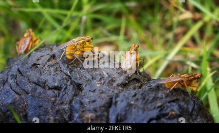 Britische Tierwelt: Ein Paar gelbe Mistfliegen (Scathophaga stercoraria), die sich auf Schafspelzen paaren, während andere Männchen an der Reihe sind. Stockfoto