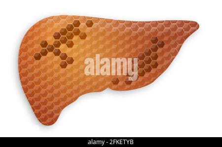 Menschliche Leber auf weißem Hintergrund. 3D-Visualisierung Stockfoto