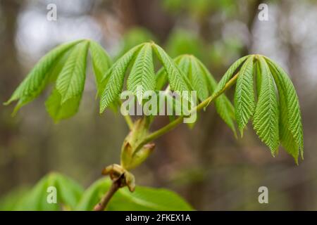 Aesculus hippocastanum, Rosskastanie Frühlingsgrün Blätter Nahaufnahme selektiver Fokus Stockfoto