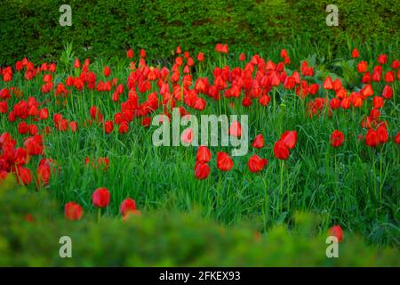 Schönes Bouquet von Tulpen. Bunte Tulpen. Tulpen im Frühling, bunte Tulpen Stockfoto