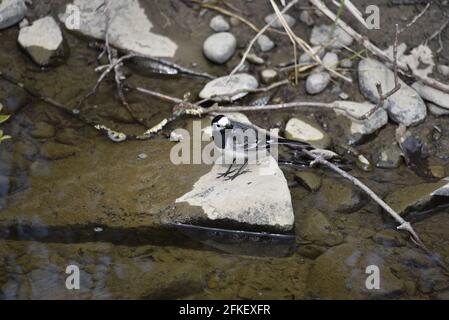 Weiblicher Riedschwanzschwanz (Motacilla alba) auf einem Stein am Fluss Rhiw, New Mills, Mid-Wales im Frühjahr Stockfoto