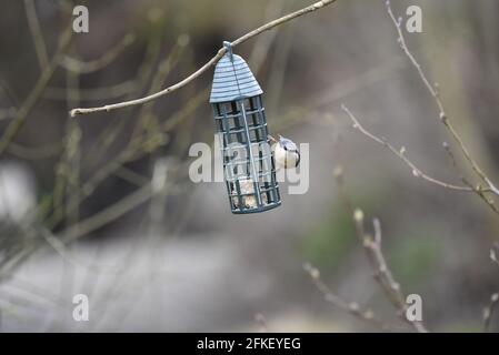 Eurasischer Nuthatch (Sitta europaea), der die rechte Seite des Green Bird Feeders ergreift und von einem Baumzweig aus schwenkend, während er der Kamera gegenübersteht, im April in Mittelwales Stockfoto