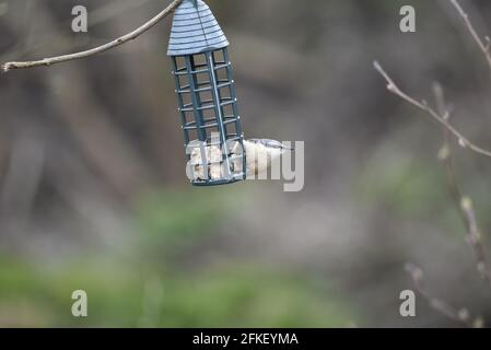 Eurasian Nuthatch (Sitta europaea) Greifender, schwenkender Futterautomat, der im April von einem Baumzweig in Mid-Wales, Großbritannien, gehängt wird Stockfoto