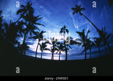 Fidschi. Strand mit Kokospalmen, der sich gegen den Abendhimmel abzeichnet. Stockfoto