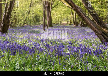 Waldteppich aus bluebell Blumen Stockfoto