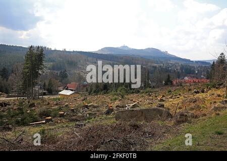 Schierke, Deutschland. April 2021. Ein Stück Wald mit toten Fichten auf den Hängen bei Schierke. Die Nadelbäume werden vom Rindenkäfer befallen, dazwischen noch grüne Nadelbäume. Der Nationalpark Harz will die ökologische Sanierung vorantreiben. Quelle: Peter Gercke/dpa-Zentralbild/ZB/dpa/Alamy Live News Stockfoto