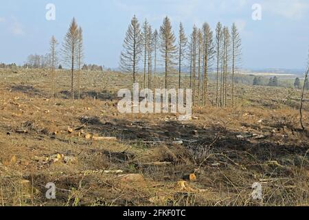 Schierke, Deutschland. April 2021. Ein Stück Wald mit toten Fichten auf den Hängen bei Schierke. Die Nadelbäume werden vom Rindenkäfer befallen, dazwischen noch grüne Nadelbäume. Der Nationalpark Harz will die ökologische Sanierung vorantreiben. Quelle: Peter Gercke/dpa-Zentralbild/ZB/dpa/Alamy Live News Stockfoto