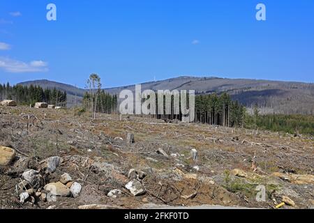 Schierke, Deutschland. April 2021. Ein Stück Wald mit toten Fichten auf den Hängen bei Schierke. Die Nadelbäume werden vom Rindenkäfer befallen, dazwischen noch grüne Nadelbäume. Der Nationalpark Harz will die ökologische Sanierung vorantreiben. Quelle: Peter Gercke/dpa-Zentralbild/ZB/dpa/Alamy Live News Stockfoto