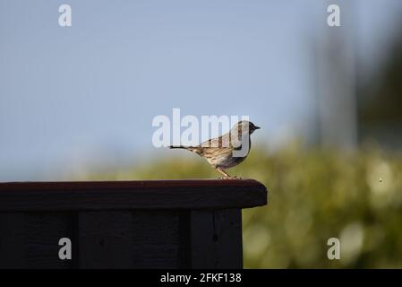 Dunnock (Prunella modularis) auf dem Dach des dunkelbraunen Zauns in der Nachmittagssonne im rechten Profil und mit Blick nach vorne, in Mittel-Wales, im Frühjahr Stockfoto