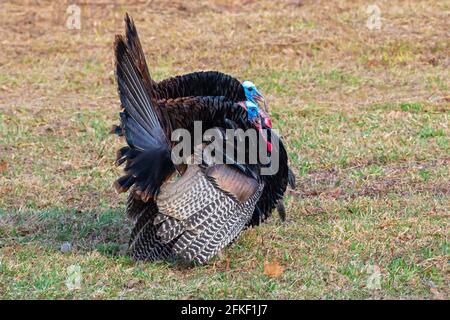 Männliche wilde türkei, die während der Frühjahrswerbschaft in den Pocono Mountains in Pennsylvania angezeigt wird. Stockfoto