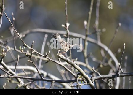 Nahaufnahme von Dunnock (Prunella modularis) Unter aufkeimenden Zweigen eines Baumes in Mid-Wales Woodland Feder Stockfoto
