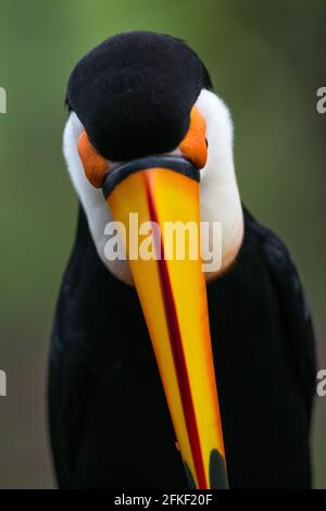 Toco Toucan (Ramphastos toco) Porträt, aus dem Pantanal, Brasilien Stockfoto