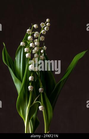 Lilien des Tals - eine kulturelle europäische Pflanzenfamilie von Lilien, mit breiten Blättern und konvexen Stielen von duftenden, glockenförmigen weißen Blüten. Herbaceou Stockfoto